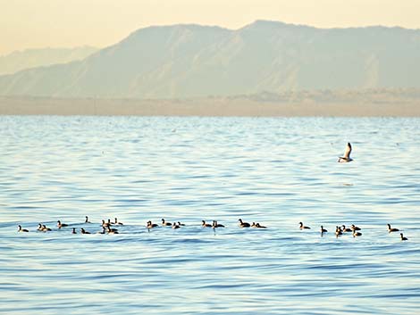 Eared Grebe (Podiceps nigricollis)