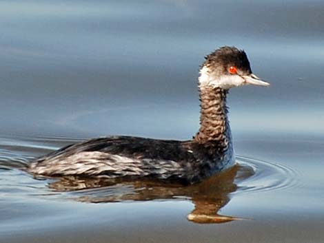 Eared Grebe (Podiceps nigricollis)