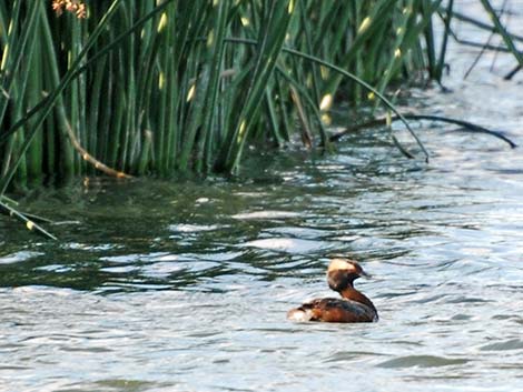 Horned Grebe (Podiceps auritus)