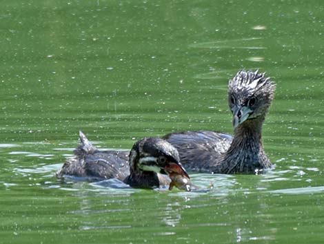 Pied-billed Grebe (Podilymbus podiceps)