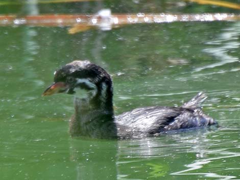 Pied-billed Grebe (Podilymbus podiceps)