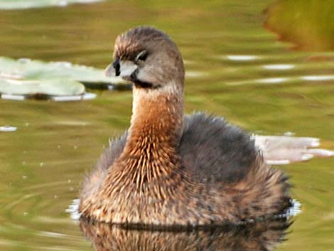 Pied-billed Grebe (Podilymbus podiceps)