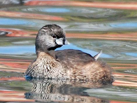 Pied-billed Grebe (Podilymbus podiceps)