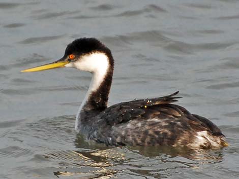 Western Grebe (Aechmophorus occidentalis)