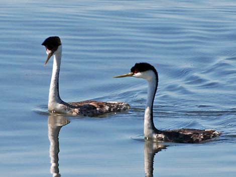 Western Grebe (Aechmophorus occidentalis)