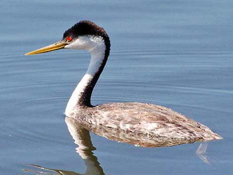 Western Grebe (Aechmophorus occidentalis)