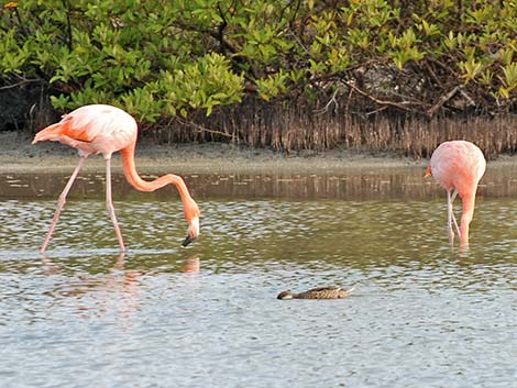 American Flamingo (Phoenicopterus ruber)