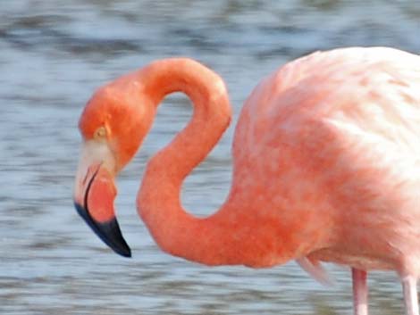 American Flamingo (Phoenicopterus ruber)