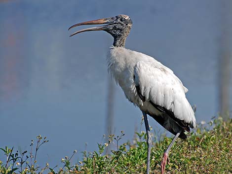 Wood Stork (Mycteria americana)