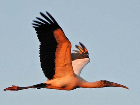 Wood Stork (Mycteria americana)