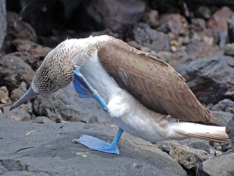 Blue-footed Booby (Sula nebouxii)