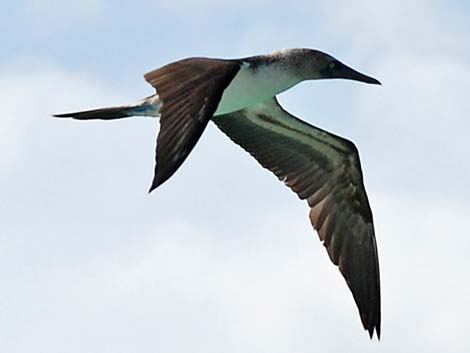 Blue-footed Booby (Sula nebouxii)