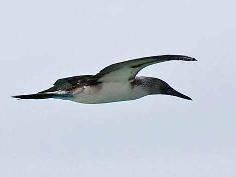 Blue-footed Booby (Sula nebouxii)