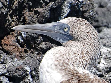 Blue-footed Booby (Sula nebouxii)