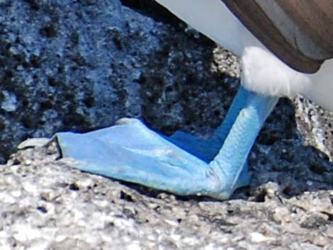 Blue-footed Booby (Sula nebouxii)