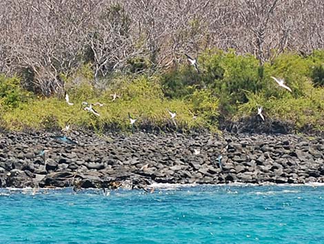 Blue-footed Booby (Sula nebouxii)