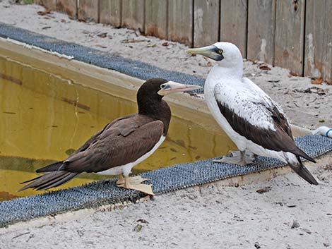 Northern Gannet (Morus bassanus)