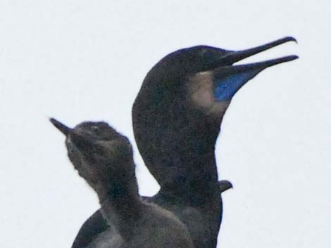 Brandt's Cormorant (Phalacrocorax penicillatus)