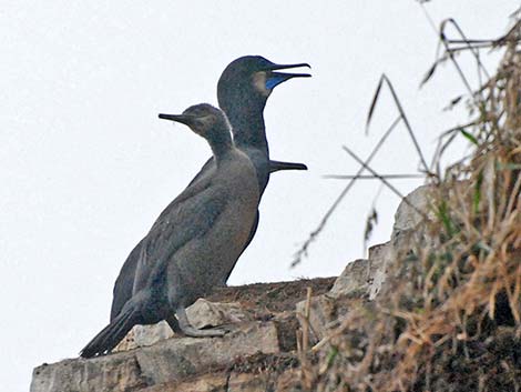 Brandt's Cormorant (Phalacrocorax penicillatus)