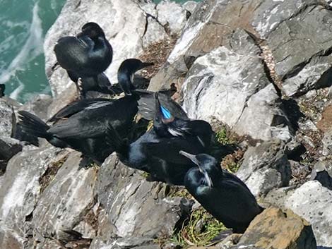 Brandt's Cormorant (Phalacrocorax penicillatus)