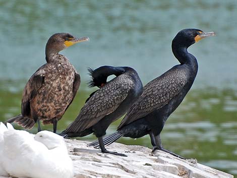 Double-crested Cormorant (Phalacrocorax auritus)