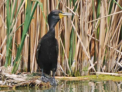 Double-crested Cormorant (Phalacrocorax auritus)