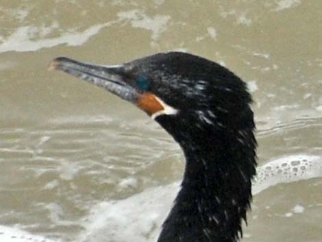 Neotropic Cormorant (Phalacrocorax brasilianus)