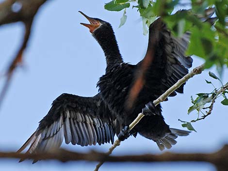 Neotropic Cormorant (Phalacrocorax brasilianus)