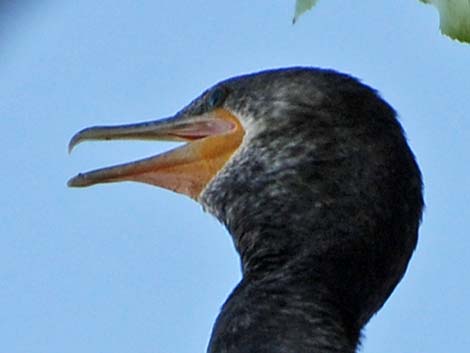 Neotropic Cormorant (Phalacrocorax brasilianus)