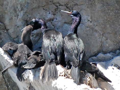 Pelagic Cormorant (Phalacrocorax pelagicus)