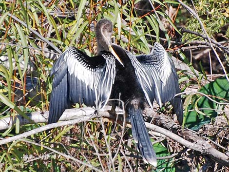 Anhinga (Anhinga anhinga)