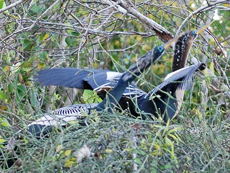 Anhinga (Anhinga anhinga)