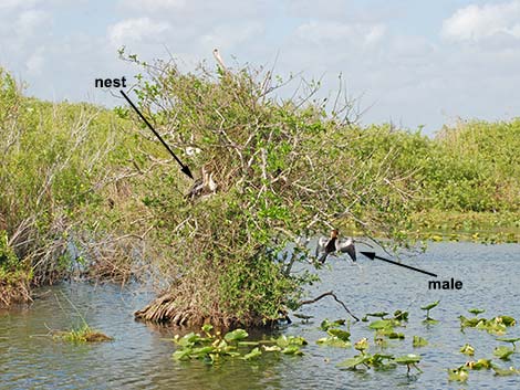 Anhinga (Anhinga anhinga)