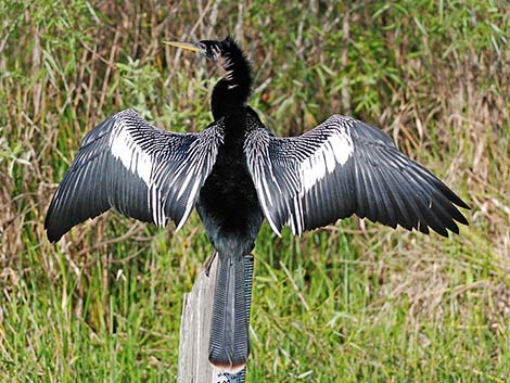 Anhinga (Anhinga anhinga)