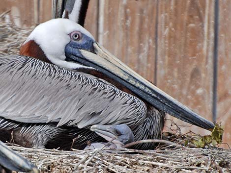 Atlantic Brown Pelican (Pelecanus occidentalis carolinensis)