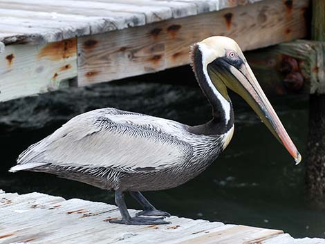 Atlantic Brown Pelican (Pelecanus occidentalis carolinensis)