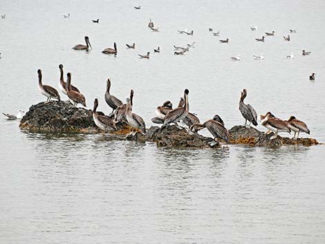 Brown Pelican (Pelecanus occidentalis)