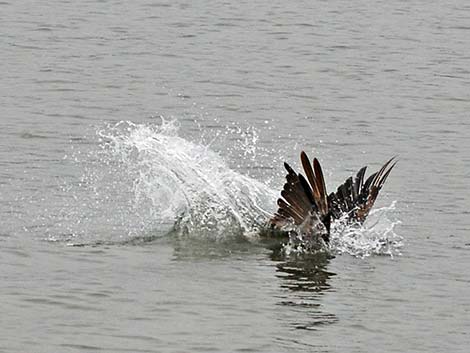 Brown Pelican (Pelecanus occidentalis)