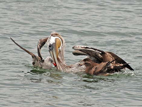 Brown Pelican (Pelecanus occidentalis)