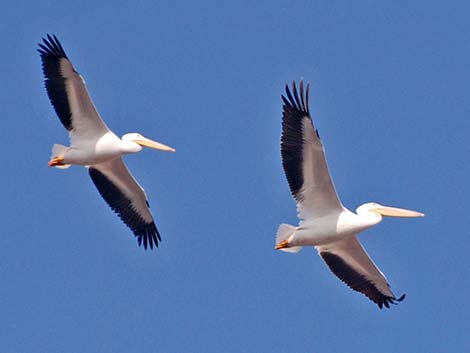 American White Pelican (Pelecanus erythrorhynchos)