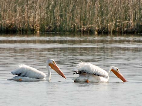 American White Pelican (Pelecanus erythrorhynchos)