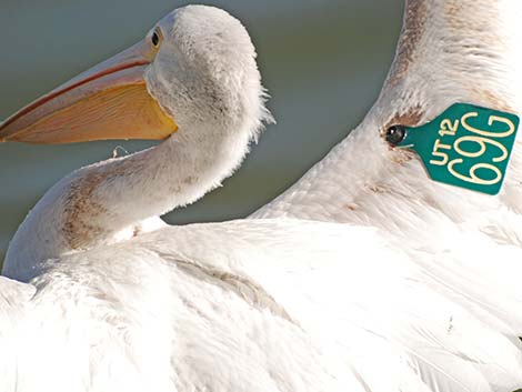 American White Pelican (Pelecanus erythrorhynchos)