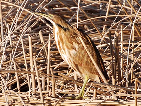 American Bittern (Botaurus lentiginosus)