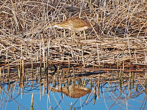 American Bittern (Botaurus lentiginosus)