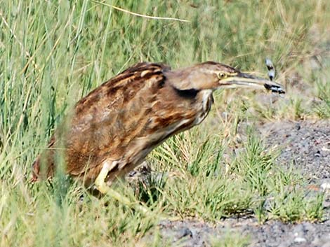 American Bittern (Botaurus lentiginosus)