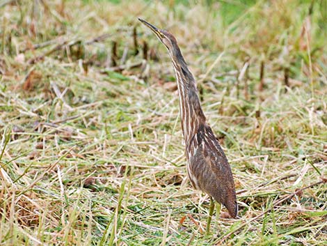 American Bittern (Botaurus lentiginosus)