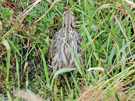 American Bittern (Botaurus lentiginosus)