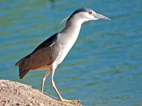 Black-crowned Night-Heron (Nycticorax nycticorax)