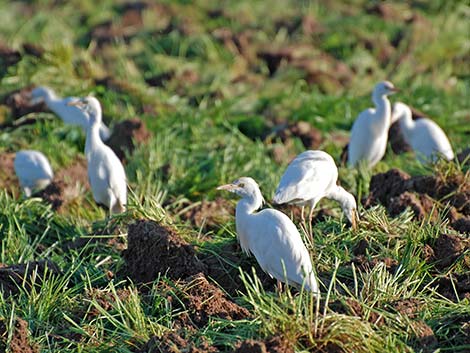 Cattle Egret (Bubulcus ibis)