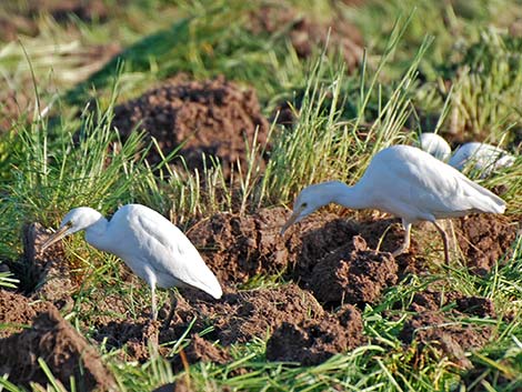 Cattle Egret (Bubulcus ibis)